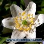 Anemone_nemorosa_4a6b3a34567eb.jpg
