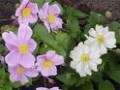Anemone_tom.__Ro_4a6b3ffca541d.jpg