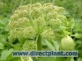 Angelica_archang_4a6b3ead0c423.jpg