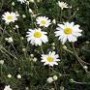 Anthemis_c.__Kar_4a6b4169c5fe4.jpg