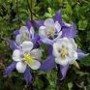 Aquilegia_Mrs._M_4a6b41864fa75.jpg