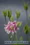 Aquilegia__Nora__4a6b3b539e0e5.jpg