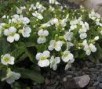 Arabis_cauc.__Sc_4a74522db559c.jpg