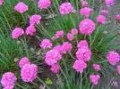 Armeria_m.__Sple_4a745065a5e4e.jpg