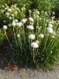 Armeria_maritima_4a74508fadc68.jpg
