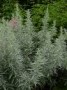 Artemisia_l.__Si_4a74512c47457.jpg
