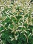 Aruncus_aethusif_4a7451897b921.jpg