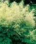 Aruncus_dioicus__4a7451ae18605.jpg