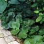 Asarum_europaeum_4a74577ad7c07.jpg