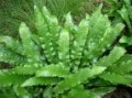 Asplenium_scolop_4a7457fd5ca7b.jpg