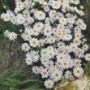 Aster__Oktobersc_4a7458884e392.jpg