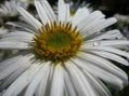 Aster_alpinus__A_4a745925e467d.jpg
