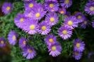 Aster_frikarti___4a7459fc7fdec.jpg