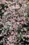 Aster_lateriflor_4a745a1ff30e1.jpg