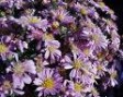 Aster_novi_belgi_4a745a9509a65.jpg