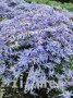 Aster_sedifolius_4a7565c43eef4.jpg