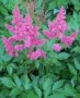 Astilbe__Bonn____4a75660dbebd6.jpg