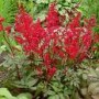 Astilbe__Fanal___4a75665fca851.jpg
