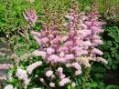 Astilbe_chin.__P_4a7566bc61041.jpg