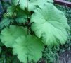 Astilboides_tabu_4a7566df0efb2.jpg