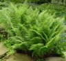 Athyrium_filix_f_4a75677b9c98d.jpg