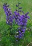 Baptisia_austral_4a7569d038ff1.jpg