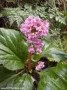 Bergenia_cordifo_4a7569e5eadbc.jpg