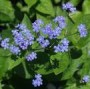 Brunnera_macroph_4a756a4e52634.jpg