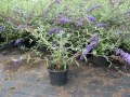 Buddleja_dav.__E_48b43fbaf130d.jpg
