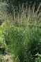 Calamagrostis_a._4a756f4c86297.jpg