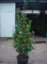 Camellia_japonic_48b96bea6b3f9.jpg