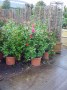 Camellia_japonic_48b96eaacaf22.jpg