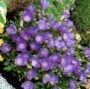 Campanula_carp.__4a756f95e6d07.jpg