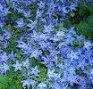 Campanula_gargan_4a75703d88a9e.jpg