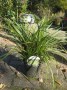 Carex_m.__Icedan_4959f4505ab35.jpg