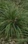 Carex_morrowii___4a7570620e0b4.jpg