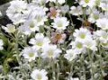 Cerastium_toment_4a75714a58485.jpg