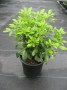 Choisya_ternata_48fb2feca6e1e.jpg
