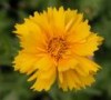 Coreopsis_v.__Gr_4a7571b7b12b2.jpg