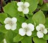 Cornus_canadensi_4a7571cbc2cd4.jpg