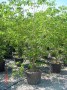 Cornus_f.__Rubra_48c3cde98add2.jpg