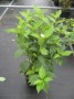 Cornus_s.__Flavi_49578731972e8.jpg