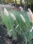 Cortaderia_s.__E_497f3149eadcd.jpg