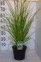 Cortaderia_sello_48b176265ad2a.jpg
