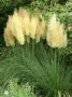 Cortaderia_sello_4a7571e4a1035.jpg