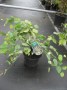 Corylopsis_paucy_49578cd625d61.jpg