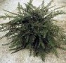 Cotoneaster_hori_4acc6a207d6d5.jpg