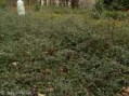 Cotoneaster_r.___4acc7063d6b0e.jpg