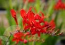 Crocosmia__Lucif_4a7b1fe3bbaf7.jpg