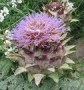 Cynara_scolymus__4a7b1fc7ec711.jpg